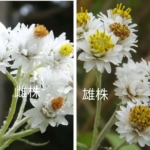 カワラハハコ　ドライフラワー① カワラハハコ ドライフラワー 100g 雄花 その他素材 Fine 通販