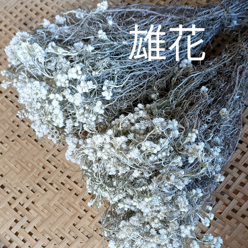 カワラハハコ ドライフラワー 100g 雄花 その他素材 Fine 通販