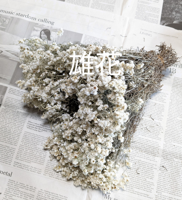 カワラハハコ　花かんざし　ドライフラワー カワラハハコ ドライフラワー 150g 雄花 その他素材 Fine 通販