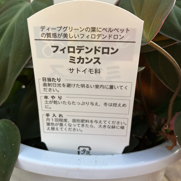 ☆再々入荷☆変わりものの観葉植物＊フィロデンドロン＊ミカンス＊ビロードカズラ＊吊り鉢 6枚目の画像