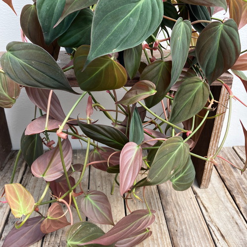 ☆再々入荷☆変わりものの観葉植物＊フィロデンドロン＊ミカンス