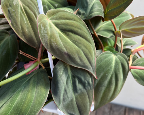 ☆再々入荷☆変わりものの観葉植物＊フィロデンドロン＊ミカンス