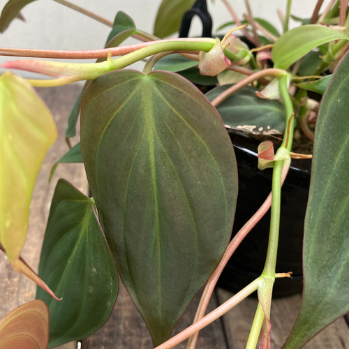 ☆再々入荷☆変わりものの観葉植物＊フィロデンドロン＊ミカンス
