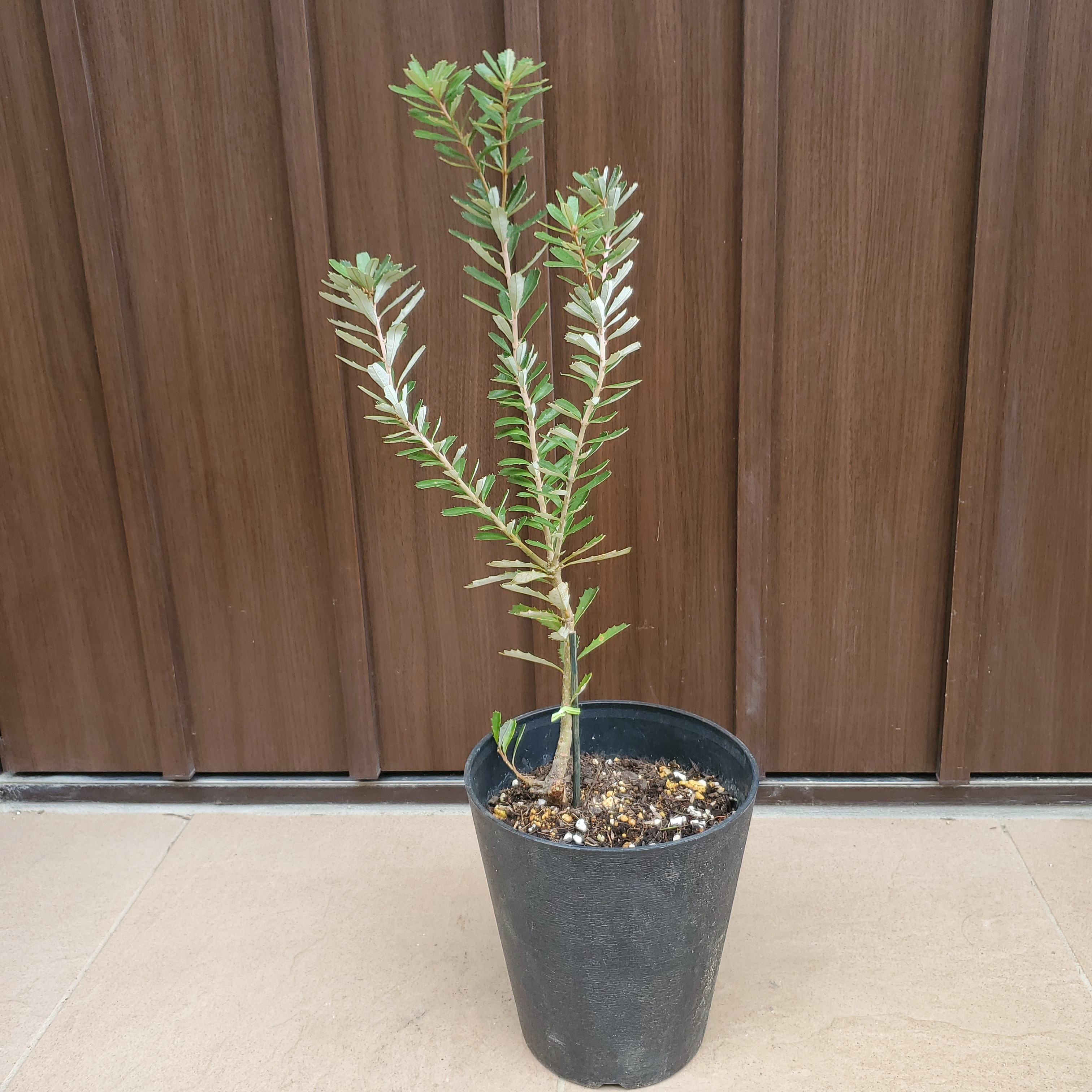 バンクシア　グランディス　鉢植え　苗　ワイルドフラワー　ドライガーデン バンクシア グランディス 鉢植え 苗 ワイルドフラワー ドライ