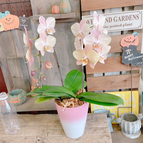 レア♡胡蝶蘭♡マザーチーク♡4号♡ニ鉢セット♡メルカリ便 2025年最新】マザーチーク 胡蝶蘭の人気アイテム - メルカリ