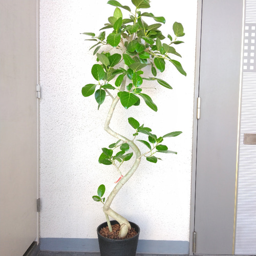 逸品フィカス・ベンガレンシス曲がり‼️ゴムの木❗大型観葉植物！幹極太高さ162◎ 現品】①フィカス【ベンガレンシス曲がり】ゴムの木 大型観葉