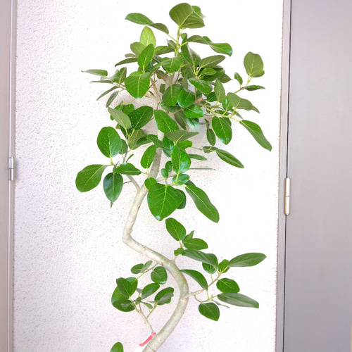 現品】①フィカス【ベンガレンシス曲がり】ゴムの木 大型観葉
