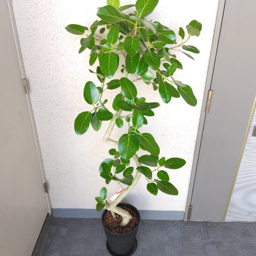 現品］4番 フィカス ベンガレンシス 曲がり 8号 観葉植物 ゴムの木