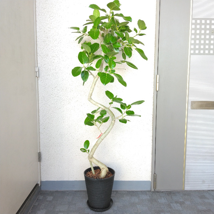 【引き取り限定】破格！大型　フィカス　ベンガレンシス　約170cm 8号鉢 引き取り限定】破格！大型 フィカス ベンガレンシス 約170cm 8号