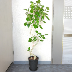 曲がりのベンガレンシス 8号 130センチ 現品 フィカス・ベンガレンシス