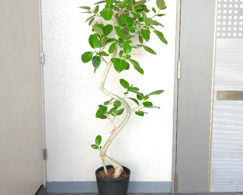 現品 フィカス ゴムの木 グランディス ブラウン 33番 曲がり 希少 観葉