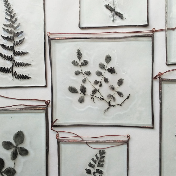 「Botanical Card/ノイバラ」　ガラス　植物標本　オーナメント 1枚目の画像