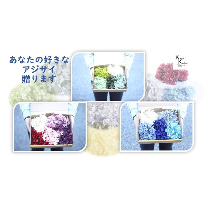 大地農園　プリザーブドフラワー　「あなたの好きなアジサイ83輪分贈ります」　詰め合わせ ソフトピラミッドアジサイ　福袋