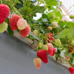 【送料無料】果樹園が作った熊本産農薬不使用いちごドライフルーツ3個セット 5枚目の画像