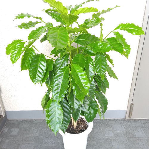 現品】コーヒーの木【ブルーマウンテン】 珍しい人気観葉植物 高