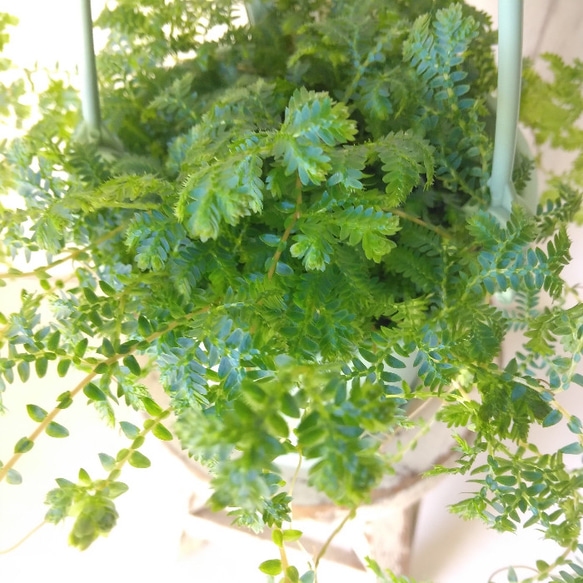 コンテリクラマゴケ【レインボーファーン】　可愛い葉が特徴　吊り鉢　観葉植物　 8枚目の画像