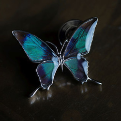 本物の蝶の羽　タスキアゲハ蝶デザイン バタフライラペルピン　ドクソコパチェルビナ[zps076r-gr] 2枚目の画像