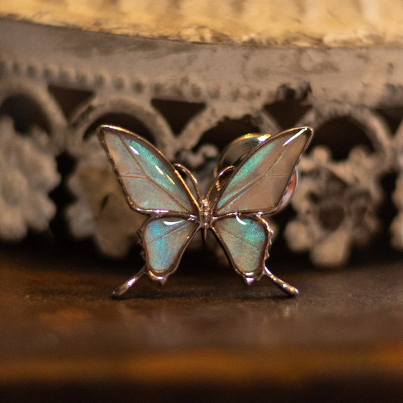 本物の蝶の羽　タスキアゲハ蝶デザイン バタフライラペルピン　スルコウスキーモルフォ[zps076r-sul] 4枚目の画像