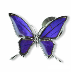 本物の蝶の羽　タスキアゲハ蝶デザイン バタフライラペルピン　ムラサキツバメ　[zps076r-pur] 1枚目の画像