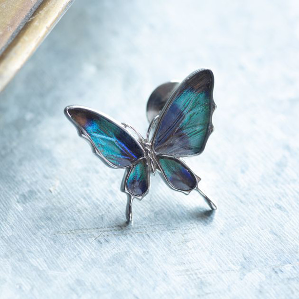 本物の蝶の羽　舞い飛ぶアゲハ蝶デザイン バタフライラペルピン　ドクソコパチェルビナ　[zps077r-gr] 2枚目の画像