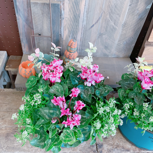 ステキ♡【ガーデンシクラメンビクトリア寄せ植え】ブルー系ブリキ鉢