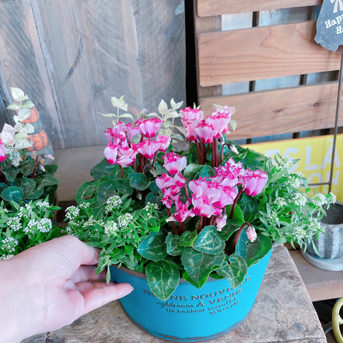 ステキ♡【ガーデンシクラメンビクトリア寄せ植え】ブルー系ブリキ鉢