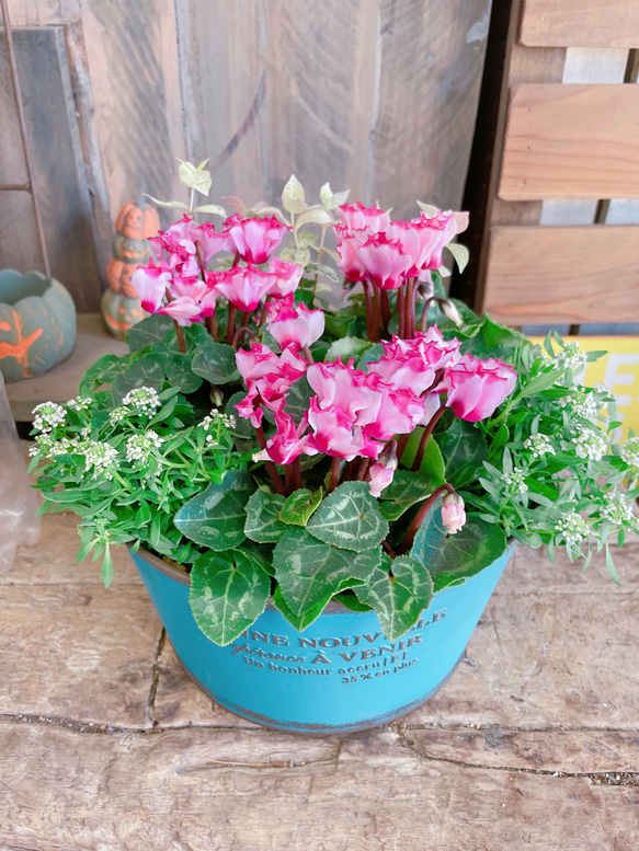 ステキ♡【ガーデンシクラメンビクトリア寄せ植え】ブルー系ブリキ鉢