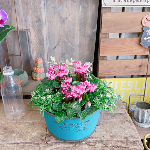 ステキ♡【ガーデンシクラメンビクトリア寄せ植え】ブルー系ブリキ鉢