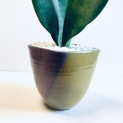 ハイドロカルチャー　サンスベリア　マッソニアーナ　希少　特大　小石原焼　陶器　観葉植物 9枚目の画像