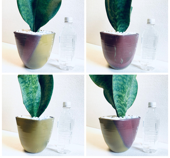 ハイドロカルチャー　サンスベリア　マッソニアーナ　希少　特大　小石原焼　陶器　観葉植物 10枚目の画像