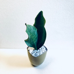 ハイドロカルチャー　サンスベリア　マッソニアーナ　希少　特大　小石原焼　陶器　観葉植物 4枚目の画像