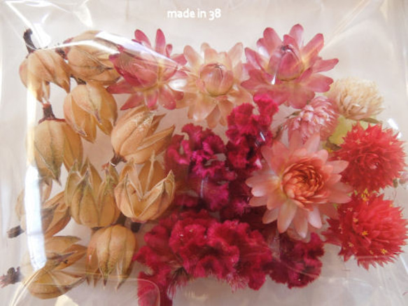 ドライフラワー ケイトウ ハイビスカスローゼルの花後 貝細工 千日紅 