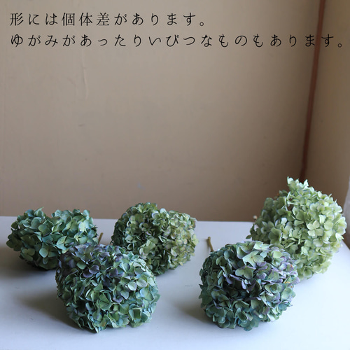 楽天市場】あじさい枝付き ブルー・グリーン系 ドライフラワー