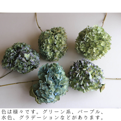 ドライフラワー】あじさい枝付き ブルー・グリーン系 【 Lサイズ