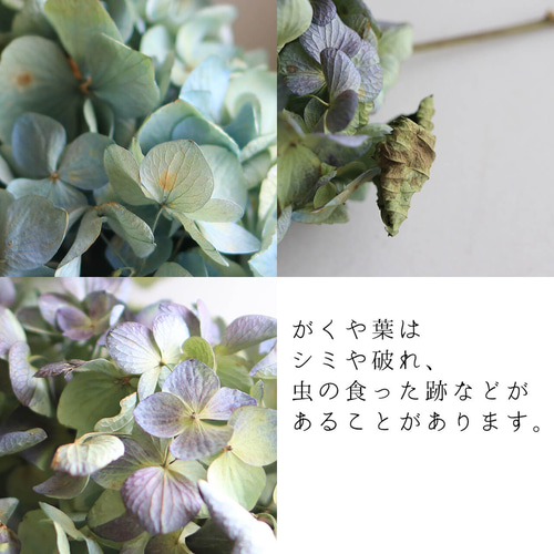 ドライフラワー】あじさい枝付き ブルー・グリーン系 【 Lサイズ