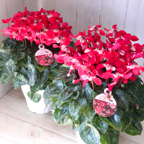 シクラメン♡ジックス♡ガーデンシクラメン♡レッド♡1鉢♡ アート