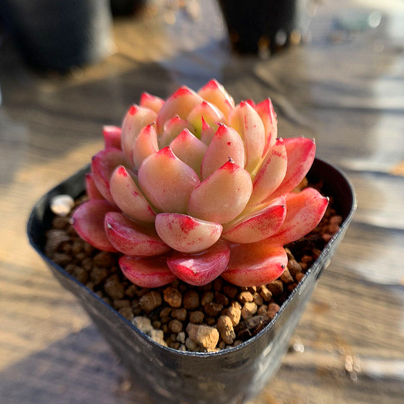 エケベリア　　太美人　全て抜き株 428.多肉植物 寄せ植え エケベリア属 ベジータ 新品種 美苗 抜き苗