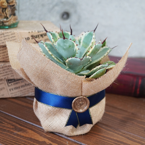 SALE！】赤い牙棘！アガベ・吉祥冠◇多肉植物 ギフト 多肉植物 箱庭