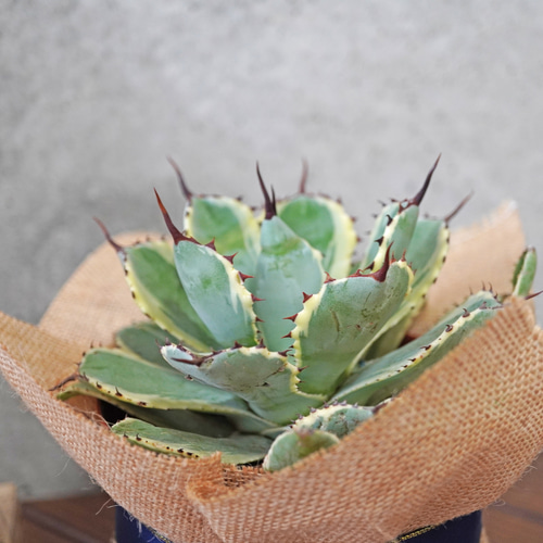 SALE！】赤い牙棘！アガベ・吉祥冠◇多肉植物 ギフト 多肉植物 箱庭