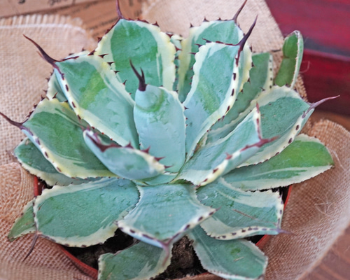 SALE！】赤い牙棘！アガベ・吉祥冠◇多肉植物 ギフト 多肉植物 箱庭