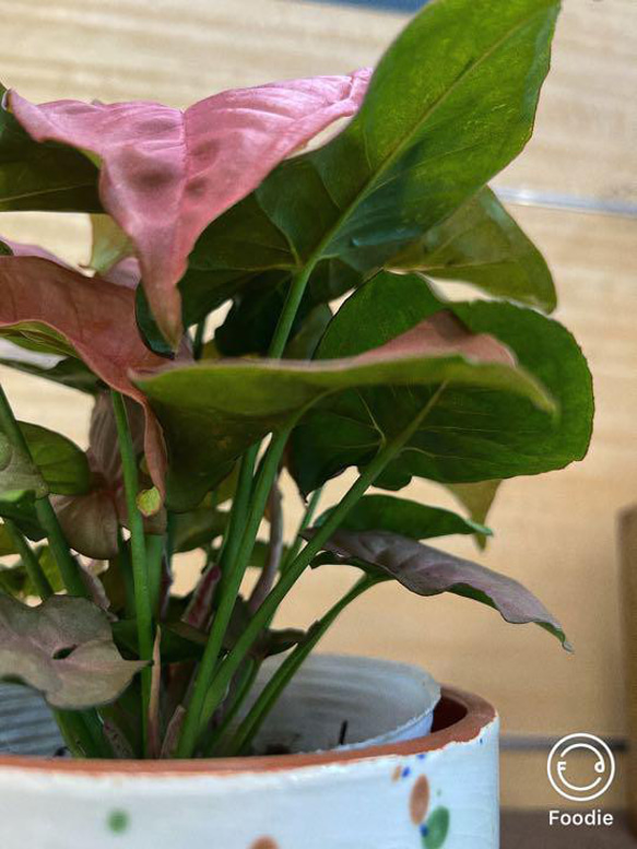 すぐに飾れる！　シンゴニウム　ピンク　観葉植物　 4枚目の画像