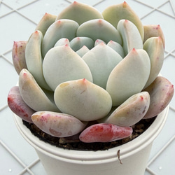 プルビナータ フロスティ 綴化 多肉植物 多肉植物 kanomarihome 通販