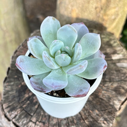 トップシータービー 多肉植物 多肉植物 kanomarihome 通販