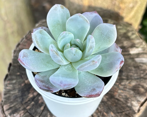 ラウリンゼ 多肉植物 多肉植物 kanomarihome 通販 14814671｜Creema