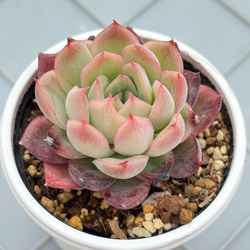 雪つぼみ ミックスベリア おらいさん苗 多肉植物 多肉植物