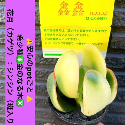 ⚠️安心の potごと⚠️希少種✳️金のなる木✳️ 黄金花月（カゲツ