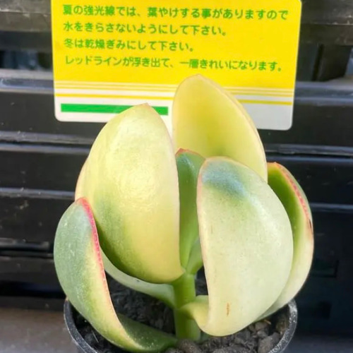 ㊹心を明るくしてくれる＊*大判黄金花月＊抜き苗 ㊹心を明るくしてくれる＊*大判黄金花月＊抜き苗