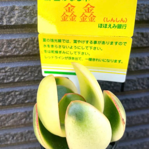 ㊹心を明るくしてくれる＊*大判黄金花月＊抜き苗 ㊹心を明るくしてくれる＊*大判黄金花月＊抜き苗