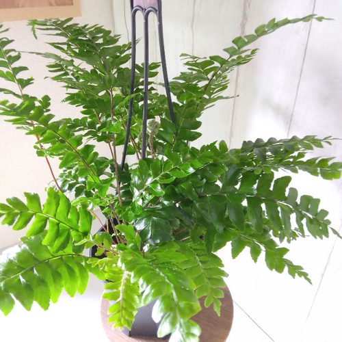 観葉植物 アトランティス 21cm吊り鉢ごと 【公式通販】