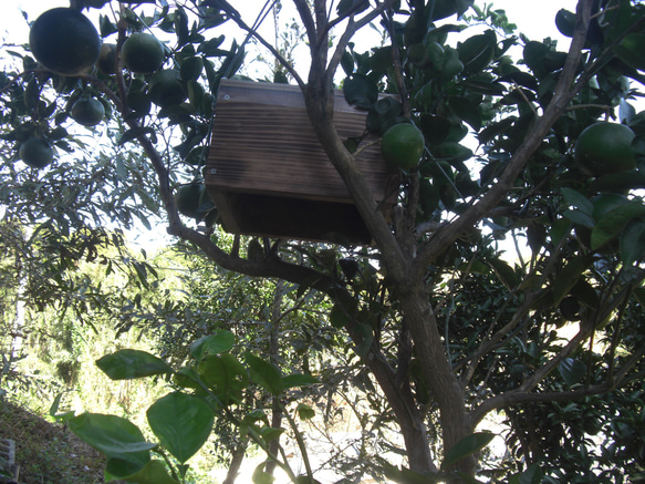 日本ミツバチ巣箱 捕獲飼育箱　重箱式2段巣箱　日本蜜蜂 日本みつばち巣箱　 6枚目の画像